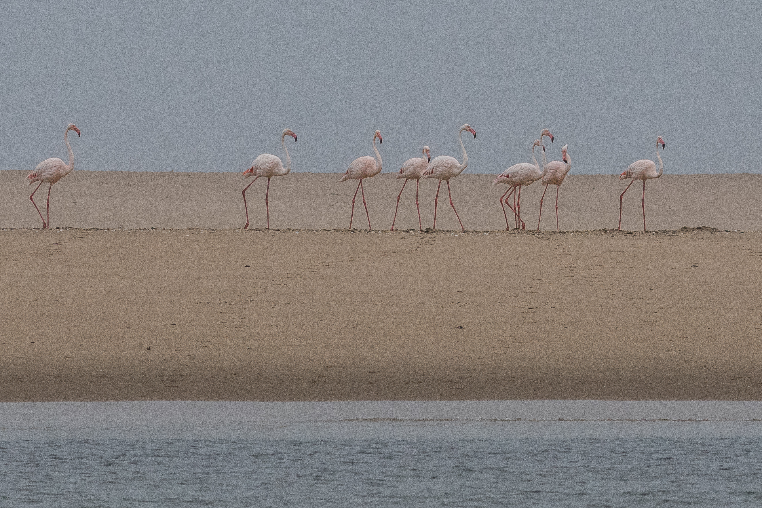 Flamants roses (Greater flamingo, Phoenicopterus roseus), Walvis Bay, Dorob National Park, Namibie.